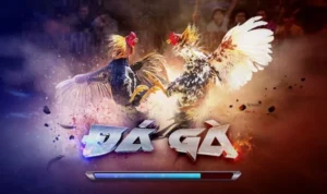 Đá Gà 3D Tại 988Bet