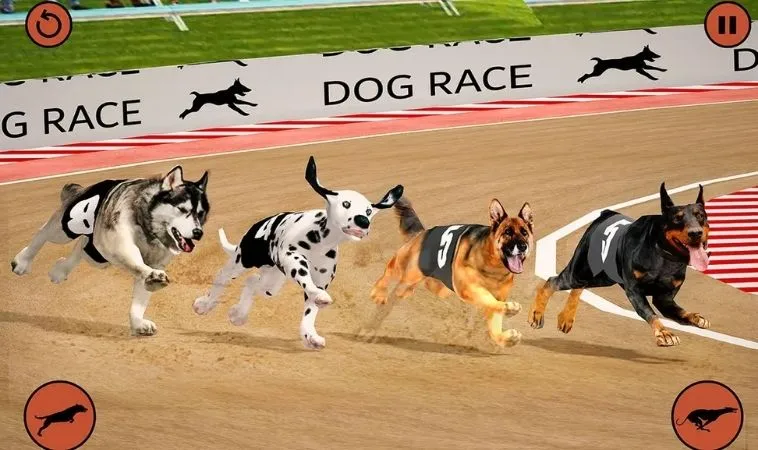 Đặt Cược Đua Chó Tại 988Bet Đơn Giản Dễ Thắng Cho Tân Thủ 1 Đua Chó Tại 988Bet