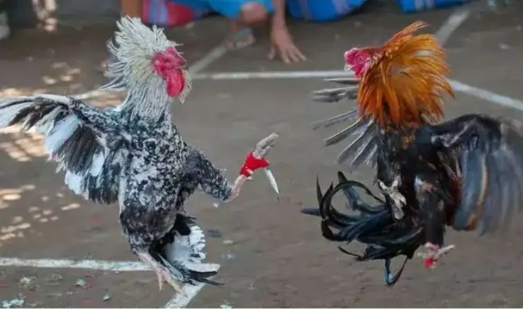 Đá Gà WS168 Tại 988Bet